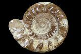Monster, Jurassic Ammonite Fossil - Madagascar #79451-2